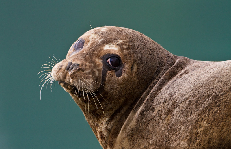 Harbor Seal